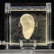 La oreja de van Gogh reencarnada en arte